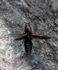 Nitidolimonius resplendens