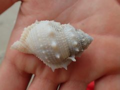 Bufonaria rana