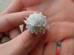 Bufonaria rana