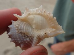 Bufonaria rana