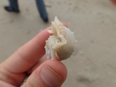 Bufonaria rana