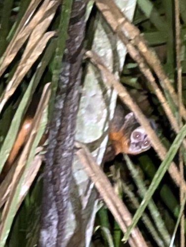 Black-headed Night Monkey
