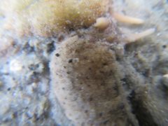 Plakobranchus ocellatus