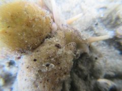 Plakobranchus ocellatus