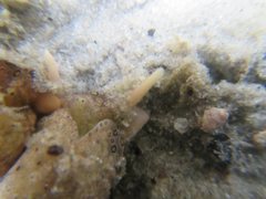 Plakobranchus ocellatus