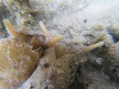 Plakobranchus ocellatus