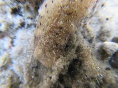 Plakobranchus ocellatus