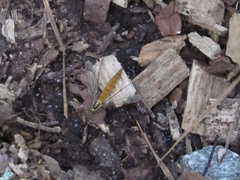 Nephrotoma virescens