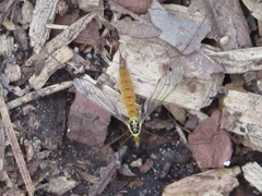 Nephrotoma virescens