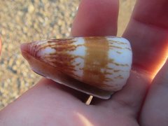 Conus planorbis