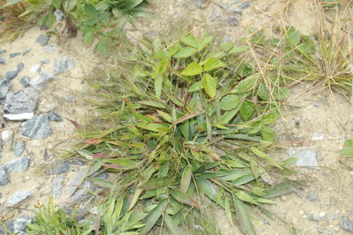 Image of Dichanthelium sphaerocarpon by (c) Alex Karasoulos, some rights reserved (CC BY)