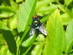 Amenia chrysame