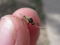 Aedes vittiger