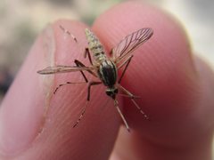 Aedes vittiger