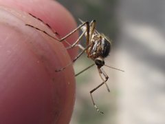Aedes vittiger