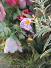 Solanum elaeagnifolium