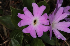 Primula clusiana