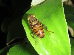 Eristalinus aurulans