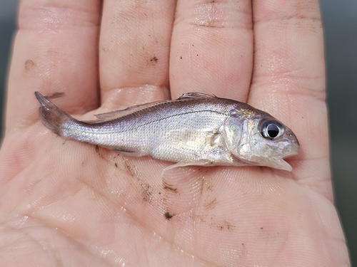 Freshwater drum (Aplodinotus grunniens) — Sciaenidae — 2