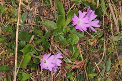 Primula clusiana