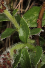 Myrtosalix