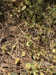 Claytonia rubra
