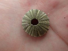 Temnopleurus toreumaticus