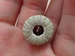 Temnopleurus toreumaticus