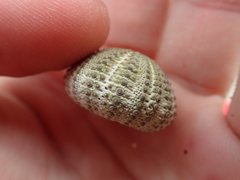 Temnopleurus toreumaticus