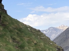 Aegypius monachus