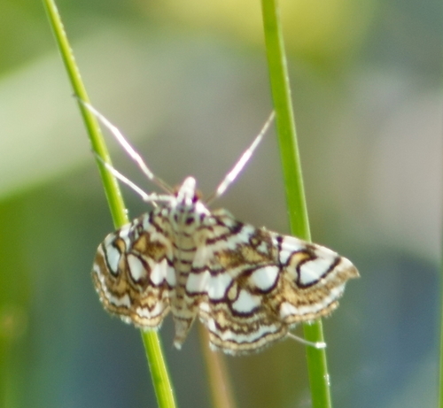Nymphula Moth photo 3