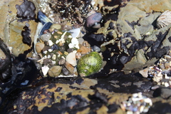 Acanthinucella punctulata