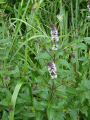 Mentha × piperita