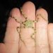 Ophiopeza spinosa - Photo (c) Matthew Connors,  זכויות יוצרים חלקיות (CC BY-NC-SA), הועלה על ידי Matthew Connors