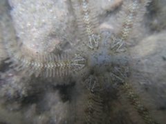 Macrophiothrix