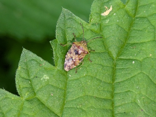 Elasmucha grisea