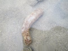 Holothuria lineata