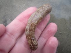 Holothuria lineata
