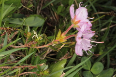 Rhodothamnus chamaecistus
