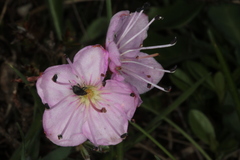 Rhodothamnus chamaecistus