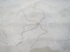 Macrophiothrix