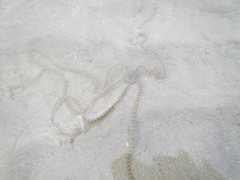 Macrophiothrix