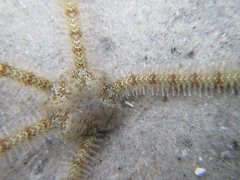 Macrophiothrix