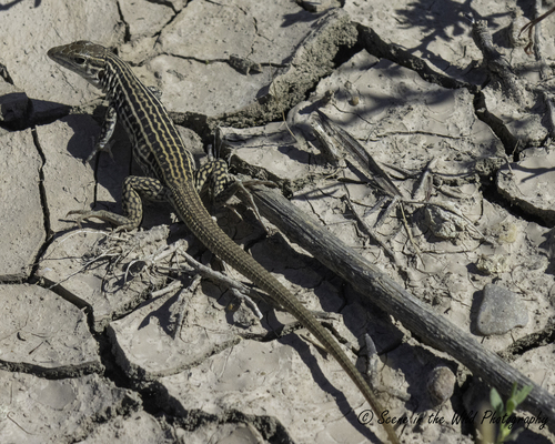Gray Checkered Whiptail, Aspidoscelis dixoni