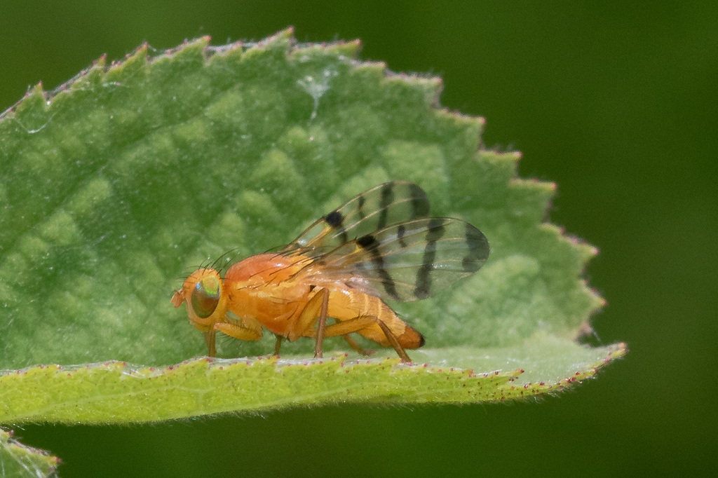 Rose Hip Fly