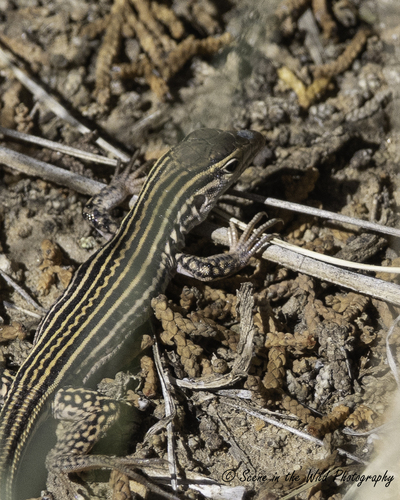 Colorado Checkered Whiptail