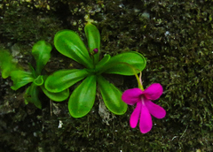 Pinguicula mesophytica