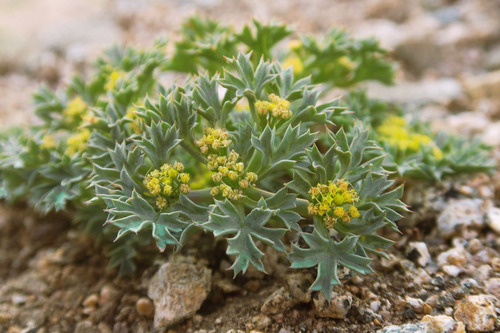 Howell's umbrellawort (Tauschia howellii)