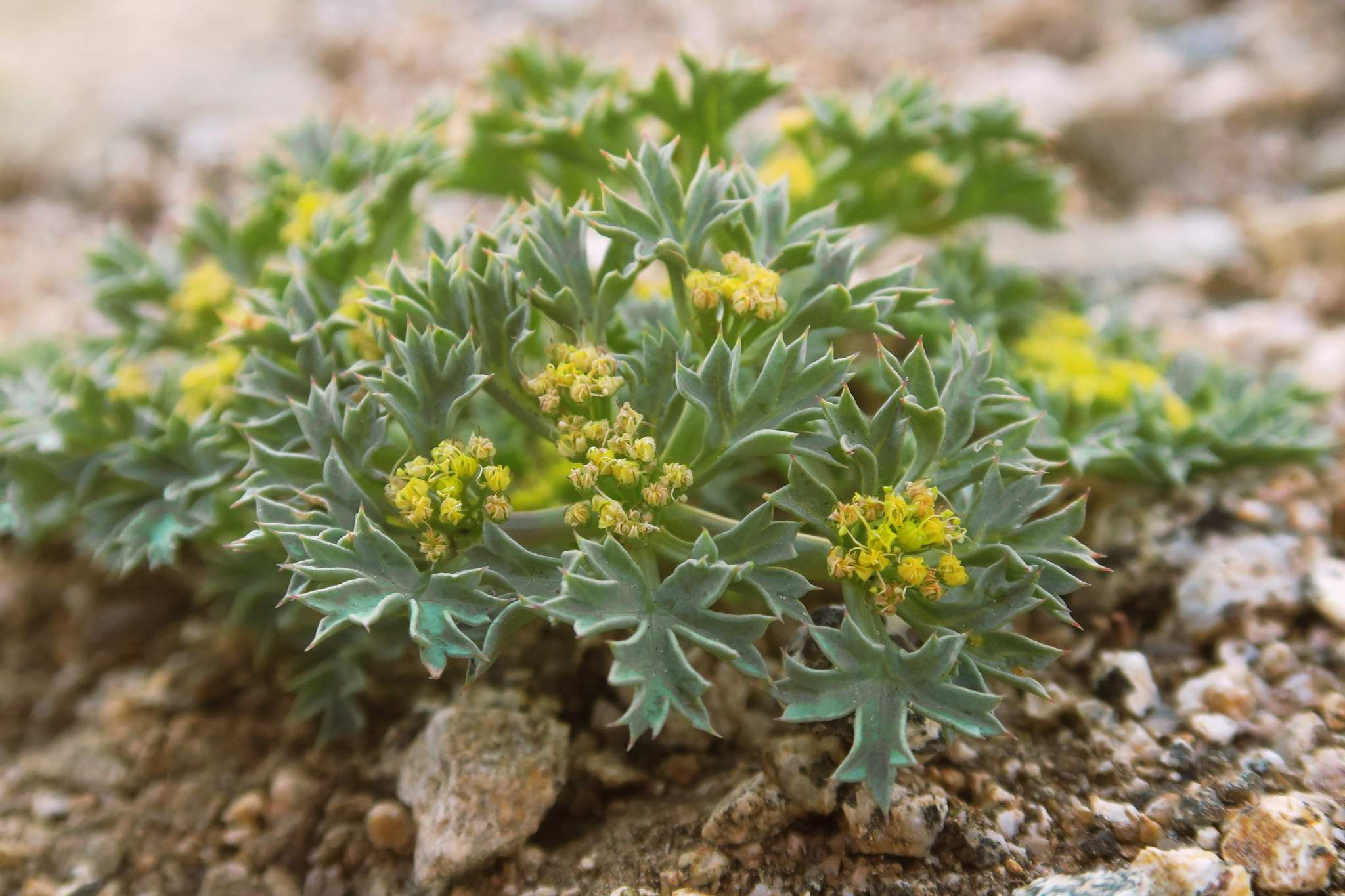 Tauschia howellii
