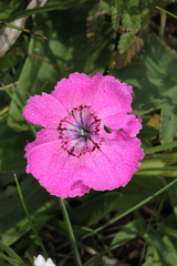 Dianthus alpinus
